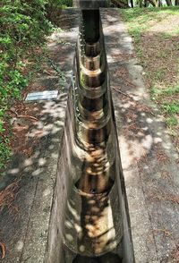 Surface level of plants growing on tree trunk