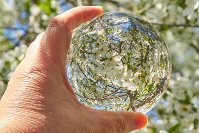 Close-up of hand holding plant