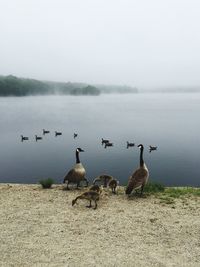 Canada geese with cygnets against lake