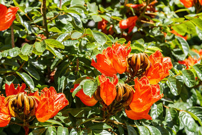 Close-up of orange flowers blooming outdoors