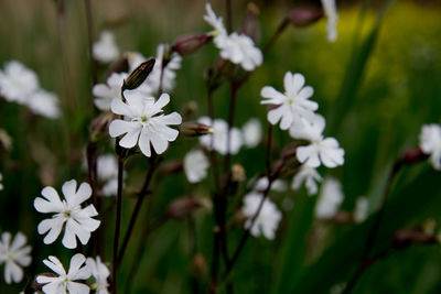 Close-up of white flowers