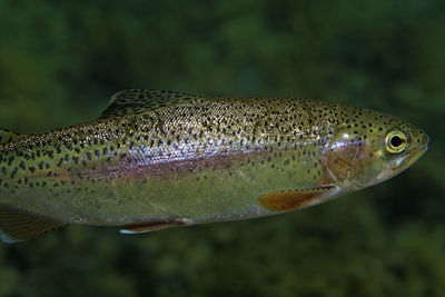 Rainbow trout from the plitvice lakes