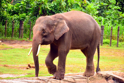 View of elephant in zoo