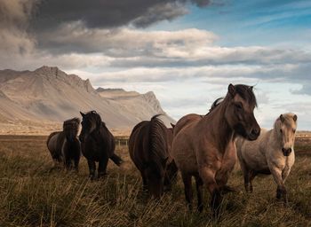 Horses on field against sky