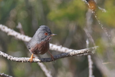 bird