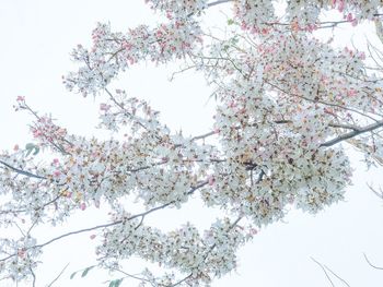 Low angle view of blooming tree