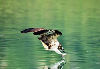 Bird flying over lake