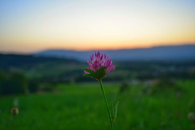 Close-up of flower blooming on field against sky