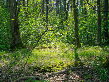 Trees in forest