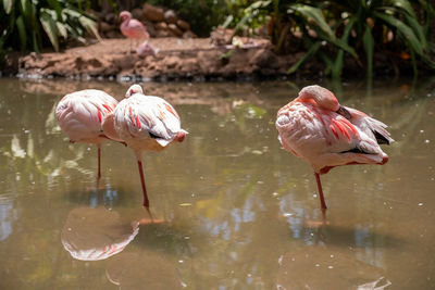 Flamingos in lake