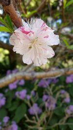 Close-up of pink flowers