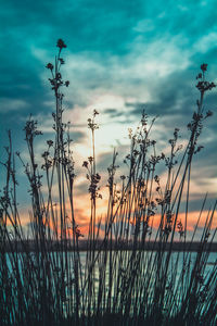Silhouette plants against sky during sunset