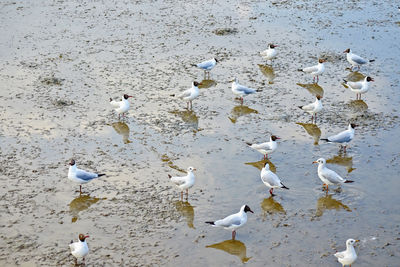 High angle view of seagulls on beach