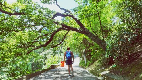 Rear view of man walking on footpath amidst trees