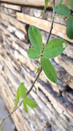 Close-up high angle view of plant