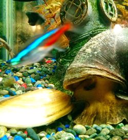 Close-up of jellyfish swimming in aquarium