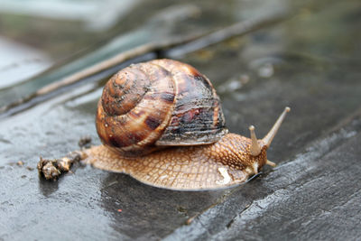 Close-up of snail