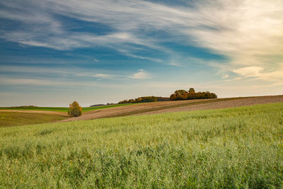 Scenic view of agricultural field against sky