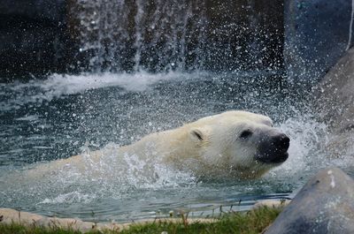 Close-up of polar bear swimming in sea