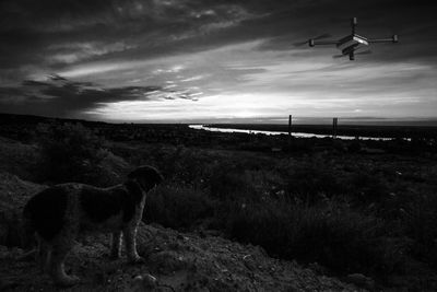 Dog standing on field against sky