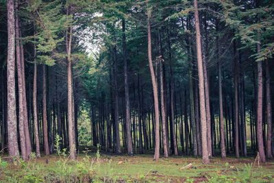 Trees in the rainforest , aberdare ranges, kenya 