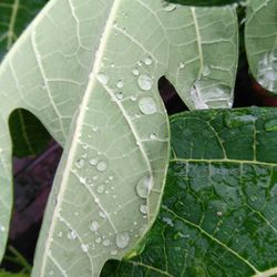 Close-up of water drops on leaf