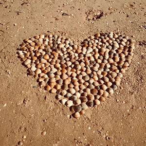 High angle view of shells on sand