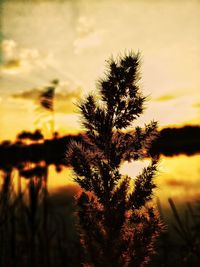 Silhouette of tree at sunset