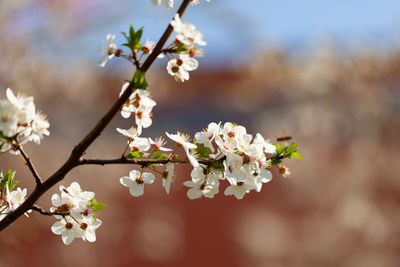 Close-up of white cherry blossom tree