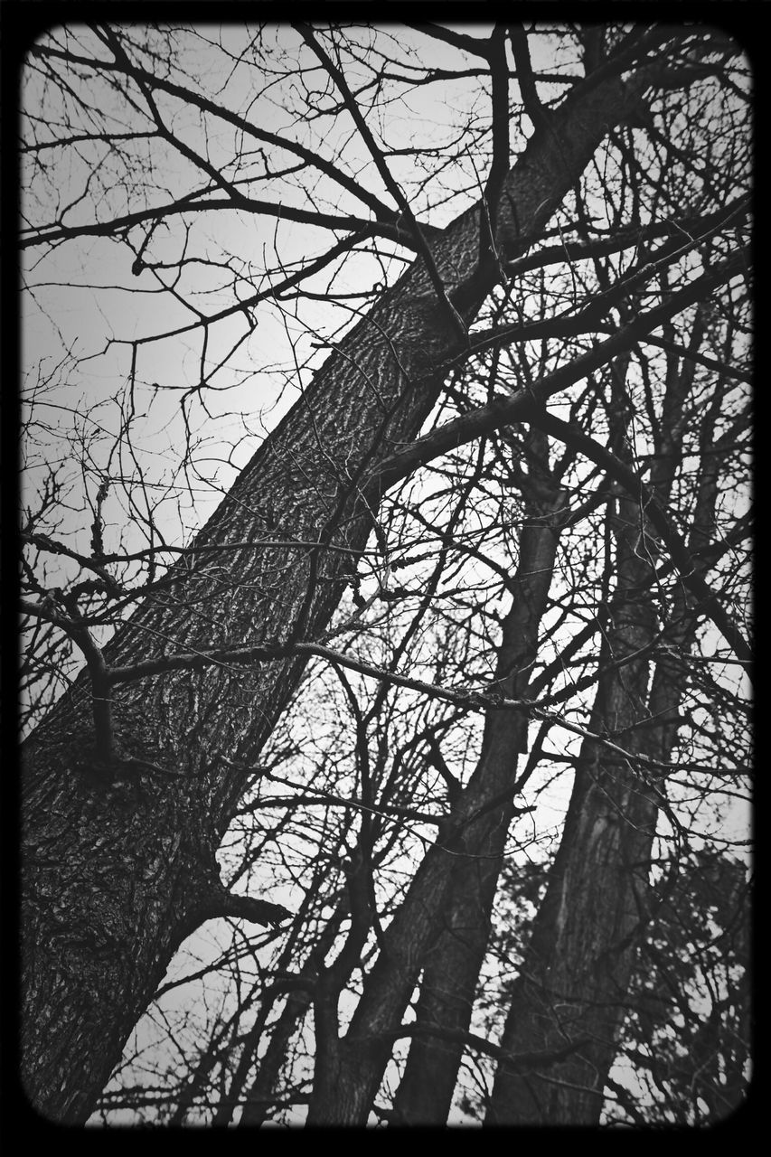 bare tree, low angle view, branch, transfer print, tree, auto post production filter, sky, silhouette, nature, tree trunk, built structure, no people, outdoors, day, architecture, clear sky, tranquility, part of, sunlight, dusk