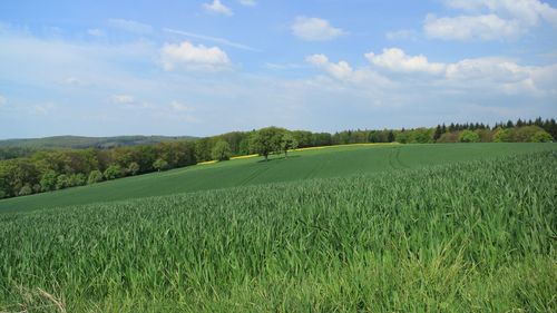 Scenic view of grassy field against cloudy sky