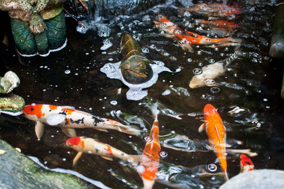 High angle view of fish swimming in lake