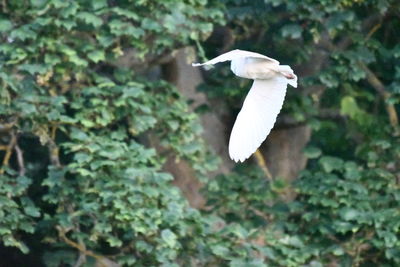 White bird flying