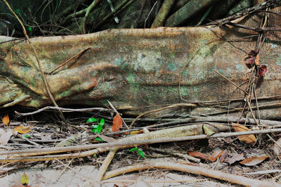 Close-up of damaged tree in forest