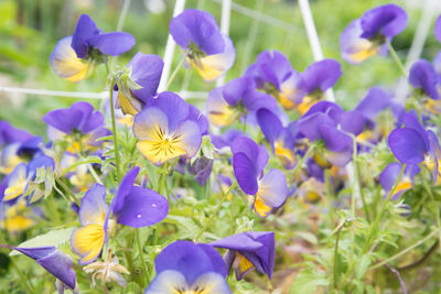 Close-up of purple flowering plants