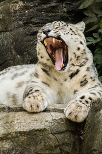 Close-up of a cat yawning