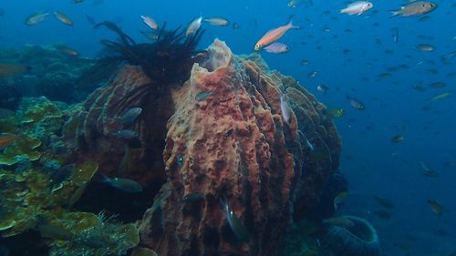 Fish swimming in sea