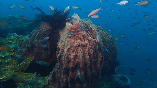 Fish swimming in sea