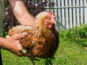 Brown chicken in male hands in sunny day