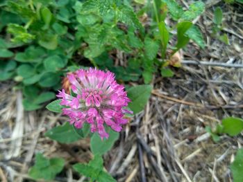 Close-up of pink flowering plant