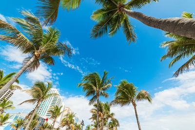 Low angle view of palm trees against blue sky