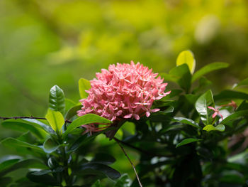 Close-up of pink flowering plant