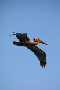 Low angle view of bird flying