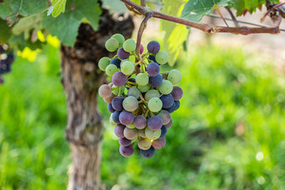 Red blue and purple grapes