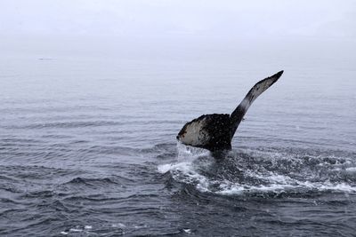 Close-up of whale tail fin in sea