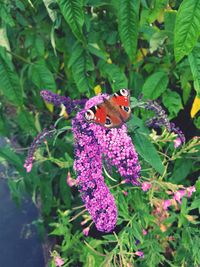 Close-up of butterfly pollinating on flower