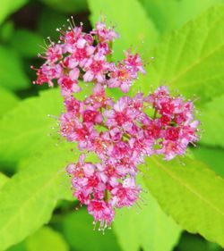 Close-up of pink flowers