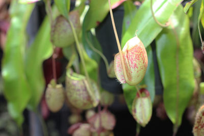 Close-up of flowering plant