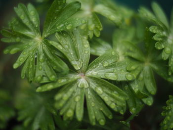 Close-up of raindrops on leaves