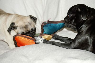 Pugs chewing toy on bed